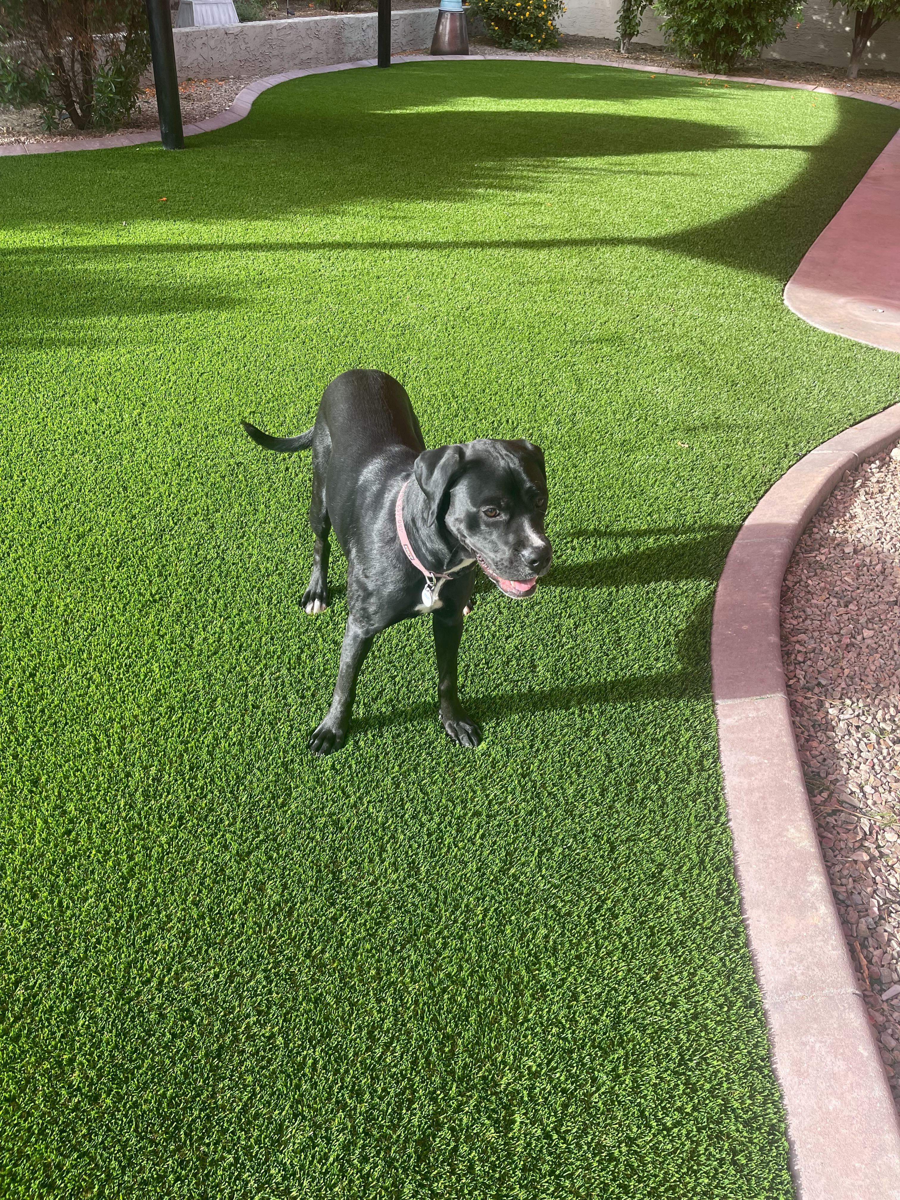 Dog standing on artificial pet turf in an Arizona backyard